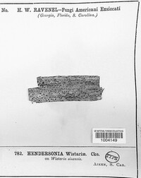 Hendersonia wistariae image